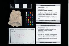 Foto (Objekt + Etikett) von Cracensigillatus acutirostris (Moericke, 1889)  (NHMW-GEO-2014-0194-0166)